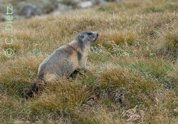 Marmota marmota Austria © C.Dietz