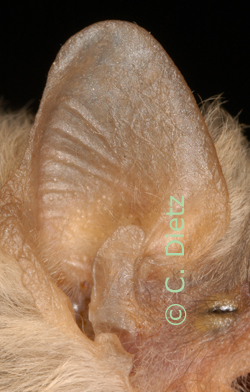 Hypsugo ariel ear (c) C. Dietz