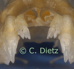Hypsugo ariel incisivi bodenheimeri type (c) C. Dietz