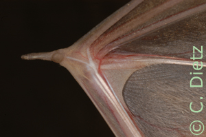 Taphozous perforatus wingpouch (c) C. Dietz