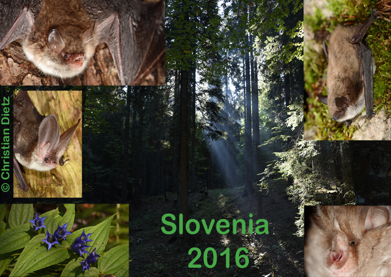 Slovenia 2016